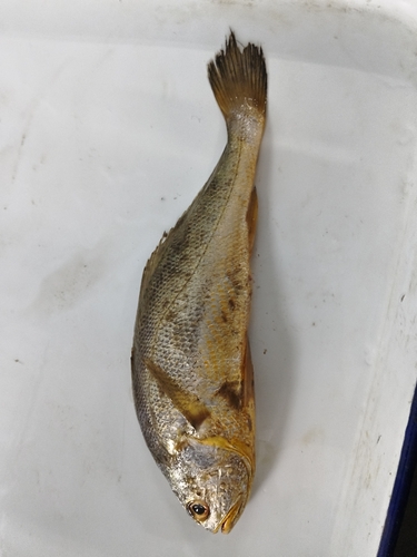 Croceine croaker (Larimichthys crocea) — Sciaenidae