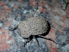 Tenebrionidae