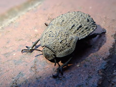 Tenebrionidae