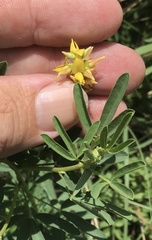 Listia bainesii