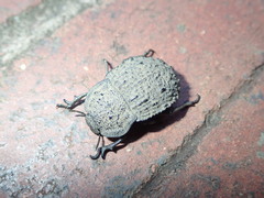 Tenebrionidae