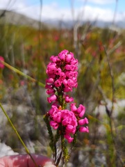 Erica tenella