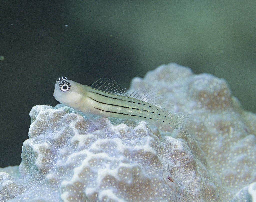 Kurt's Coralblenny