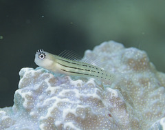 Kurt's Coralblenny photo 1