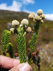 Berzelia rubra