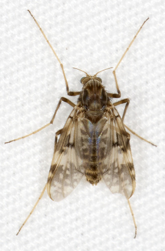 Unknown species found near College Hill, Cincinnati, OH, USA, front