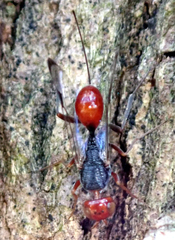 Aulacidae