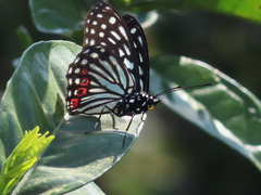 Hestina assimilis formosana