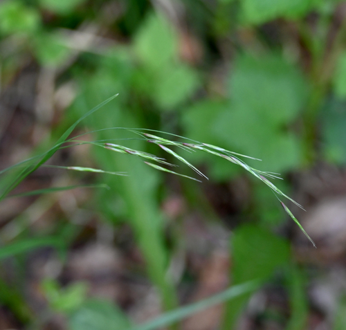 purple oat (Schizachne purpurascens)