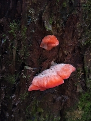 Aurantiporus pulcherrimus