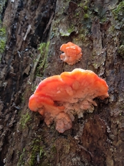 Aurantiporus pulcherrimus