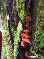 Aurantiporus pulcherrimus