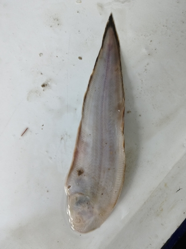 Drielijn-tongtong (Cynoglossus trigrammus) — Cynoglossidae — 3