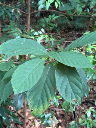 Nauclea officinalis observed 2026-03-11