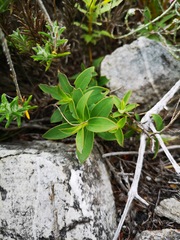 Liparia splendens comantha