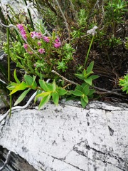 Liparia splendens comantha
