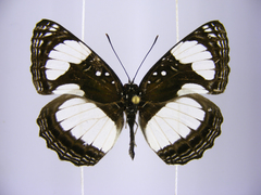 Neptis serena serena