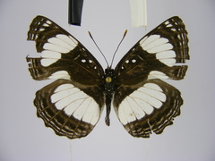 Neptis serena serena