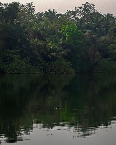 West African Crocodile