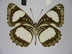 Neptis serena serena