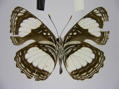 Neptis serena serena