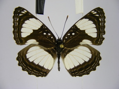 Neptis serena serena