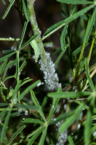 Unknown species found near Glendora, CA 91741, USA