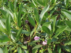 Myoporum bontioides