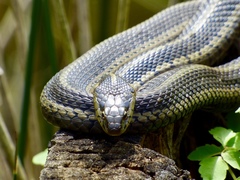 Thamnophis sirtalis semifasciatus