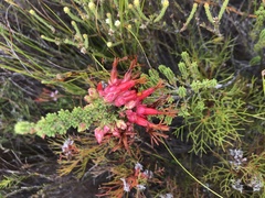 Erica monadelphia