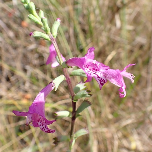 False Dragonhead (Physostegia purpurea)