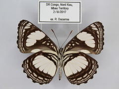 Neptis serena serena