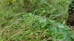 Sageretia thea