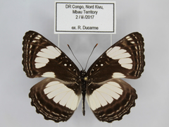 Neptis serena serena