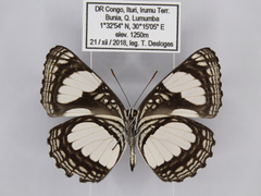 Neptis serena serena