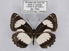 Neptis serena serena