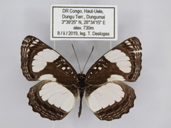 Neptis serena serena