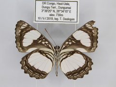 Neptis serena serena