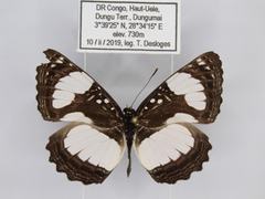 Neptis serena serena