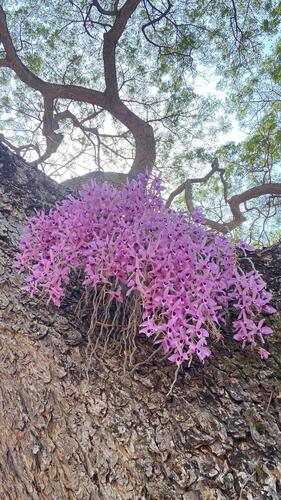 Dendrobium anosmum