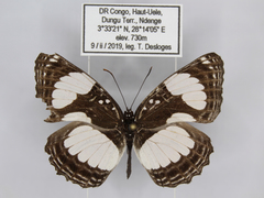 Neptis serena serena