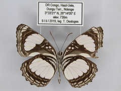 Neptis serena serena