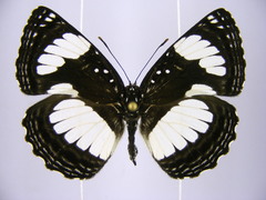 Neptis serena serena