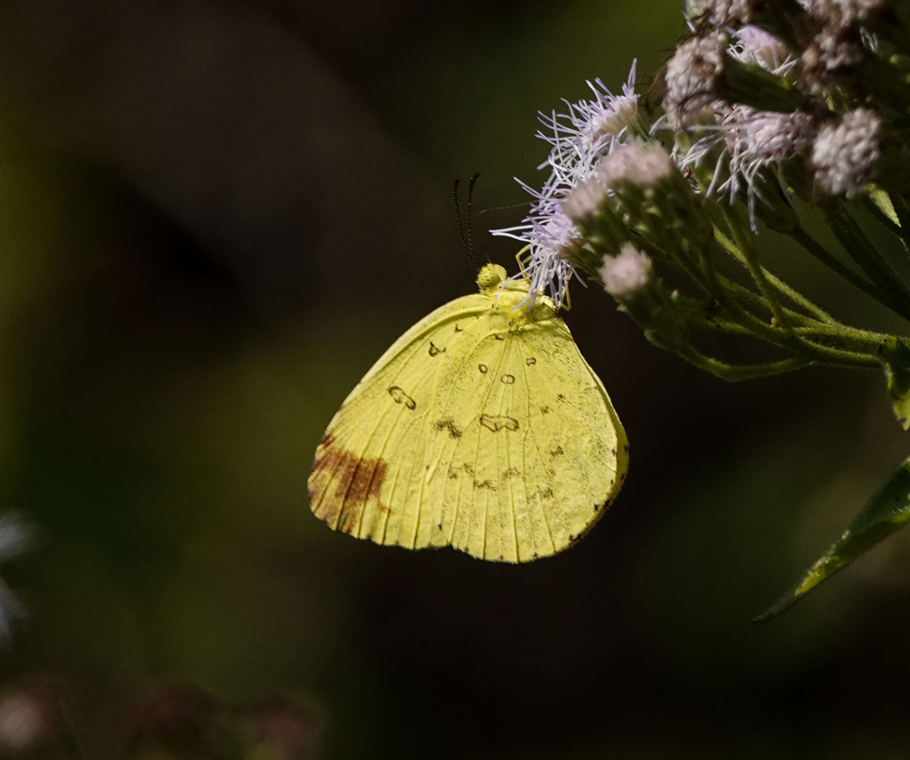 Three-spotted Grass Yellow