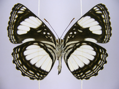 Neptis serena serena