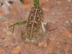 Sclerophrys regularis image