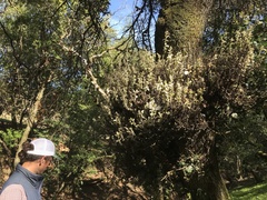 Cystotheca lanestris