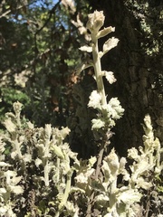 Cystotheca lanestris