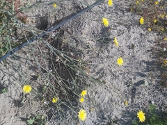 Launaea mucronata