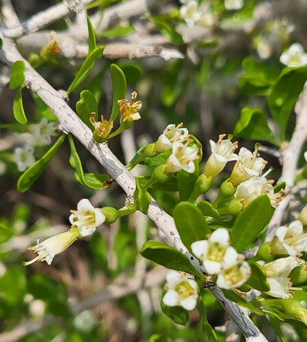 Berlandier's wolfberry (Lycium berlandieri)